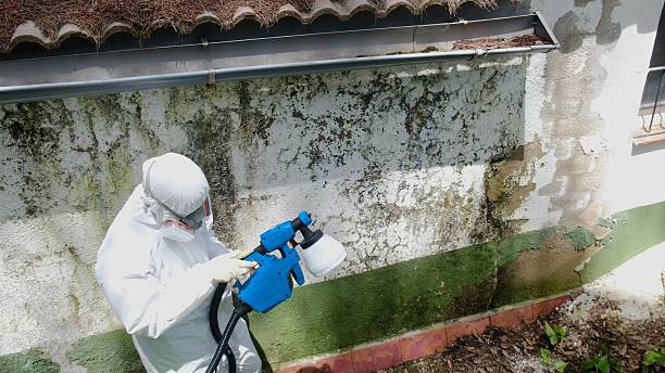 Trusted Black Mold Removal service in Saint Johns, FL - Cheap Mold Removal